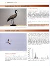 Die Vogelwelt der Insel Helgoland [The Birdlife of the Island of Helgoland]