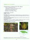 Endemic Trees of Jamaica