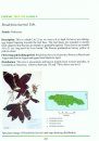 Endemic Trees of Jamaica