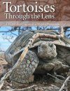 Tortoises Through the Lens
