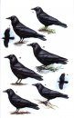 Crows and Jays