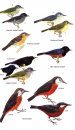 Birds of Ecuador