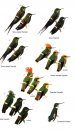 Birds of Ecuador