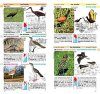 Birds of Argentina and Uruguay / Aves des Argentina y Uruguay