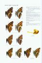 Nymphalidae Part 4 (Guide to the Butterflies of the Palearctic Region)