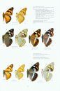 Nymphalidae Part 4 (Guide to the Butterflies of the Palearctic Region)