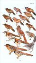 Birds of the Indian Subcontinent
