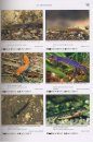 Salamanders and Newts of Europe, North Africa and Western Asia / Salamander und Molche Europas, Nordafrikas und Westasiens
