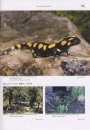 Salamanders and Newts of Europe, North Africa and Western Asia / Salamander und Molche Europas, Nordafrikas und Westasiens