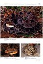 Venomous Snakes of South America / Giftschlangen Südamerikas
