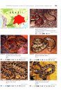 Venomous Snakes of South America / Giftschlangen Südamerikas