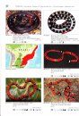 Venomous Snakes of South America / Giftschlangen Südamerikas