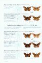 The Butterflies of Thailand, Volume 1: Hesperiidae, Papilionidae, Pieridae [English / Japanese]