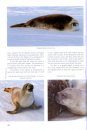 Marine Mammals - Patagonia and Antarctica