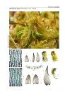 Bildatlas der Moose Deutschlands [Photographic Atlas of German Mosses], Fascicle 1b