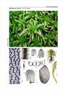 Bildatlas der Moose Deutschlands [Photographic Atlas of German Mosses], Fascicle 1b