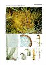 Bildatlas der Moose Deutschlands [Photographic Atlas of German Mosses], Fascicle 6