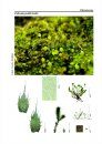 Bildatlas der Moose Deutschlands [Photographic Atlas of German Mosses], Fascicle 6
