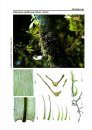 Bildatlas der Moose Deutschlands [Photographic Atlas of German Mosses], Fascicle 6