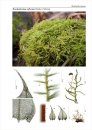 Bildatlas der Moose Deutschlands [Photographic Atlas of German Mosses], Fascicle 7
