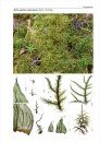 Bildatlas der Moose Deutschlands [Photographic Atlas of German Mosses], Fascicle 7