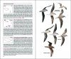 Aves de Macaronesia: Azores, Madeira, Islas Canarias, Cabo Verde [Field Guide to the Birds of Macaronesia: Azores, Madeira, Canary Islands, Cape Verde]