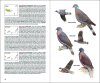 Aves de Macaronesia: Azores, Madeira, Islas Canarias, Cabo Verde [Field Guide to the Birds of Macaronesia: Azores, Madeira, Canary Islands, Cape Verde]