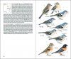 Aves de Macaronesia: Azores, Madeira, Islas Canarias, Cabo Verde [Field Guide to the Birds of Macaronesia: Azores, Madeira, Canary Islands, Cape Verde]
