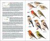 Aves de Macaronesia: Azores, Madeira, Islas Canarias, Cabo Verde [Field Guide to the Birds of Macaronesia: Azores, Madeira, Canary Islands, Cape Verde]