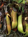 Field Guide to the Pitcher Plants of the Philippines