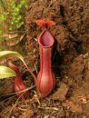 Field Guide to the Pitcher Plants of the Philippines
