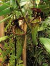 Field Guide to the Pitcher Plants of the Philippines