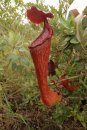 Field Guide to the Pitcher Plants of the Philippines
