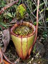 Field Guide to the Pitcher Plants of the Philippines