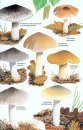 Collins Fungi Guide