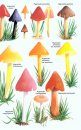 Collins Fungi Guide