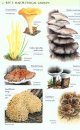 Collins Fungi Guide