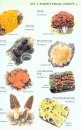 Collins Fungi Guide