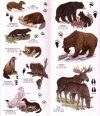 Northwest Field Guide
