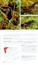 Anfibios y Reptiles de la Peninsula Iberica, Baleares y Canarias [ Amphibians and Reptiles of the Iberian Peninsula, the Balearics and the Canary Islands]