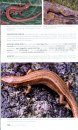 Anfibios y Reptiles de la Peninsula Iberica, Baleares y Canarias [ Amphibians and Reptiles of the Iberian Peninsula, the Balearics and the Canary Islands]