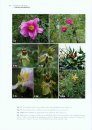 Peonies of the World, Volume 2: Polymorphism and Diversity