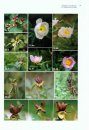 Peonies of the World, Volume 2: Polymorphism and Diversity