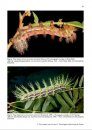 A Guide to the Breeding of Tropical Silk Moths / Die Zucht von tropischen Wilden Seidenspinnern
