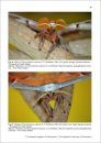 A Guide to the Breeding of Tropical Silk Moths / Die Zucht von tropischen Wilden Seidenspinnern