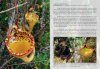Field Guide to the Pitcher Plants of Sulawesi