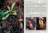 Field Guide to the Pitcher Plants of Sulawesi