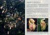 Field Guide to the Pitcher Plants of Sulawesi