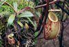 Field Guide to the Pitcher Plants of Sulawesi