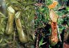 Field Guide to the Pitcher Plants of Sulawesi